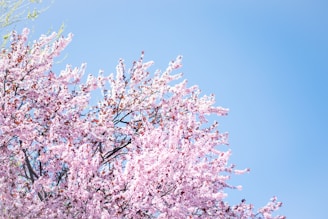 photo of cherry blossom tree