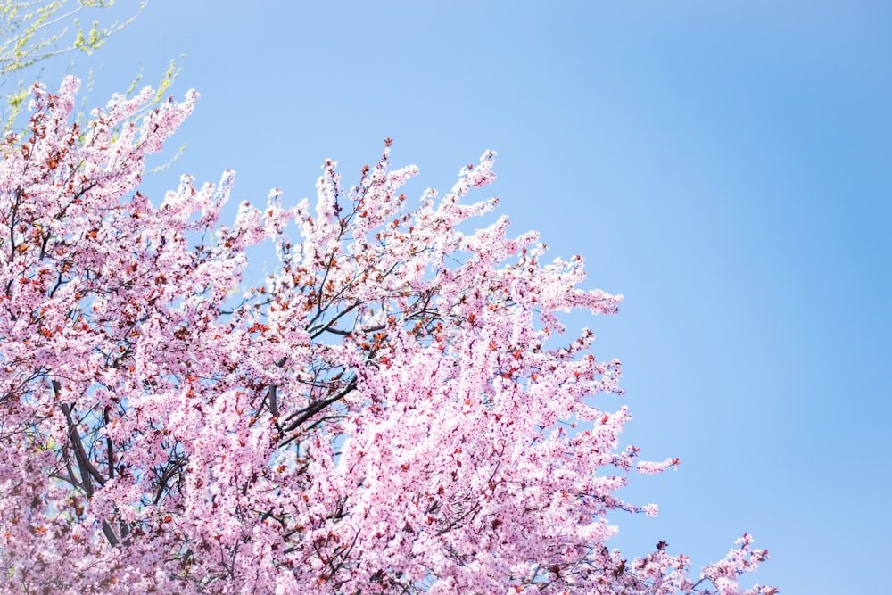 Foto di albero di ciliegio in fiore