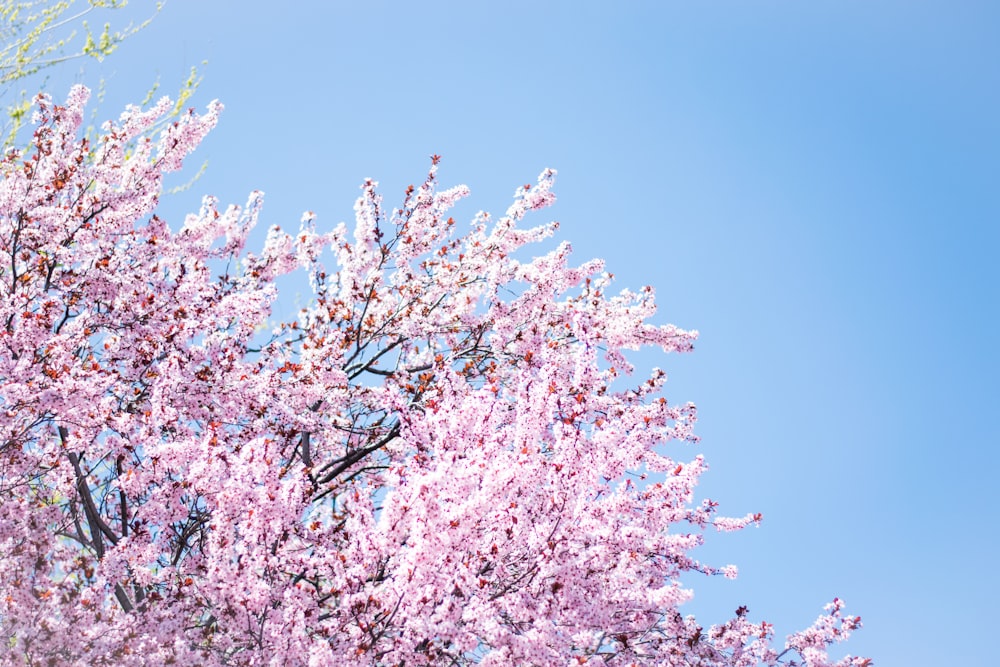 foto da árvore da flor de cerejeira