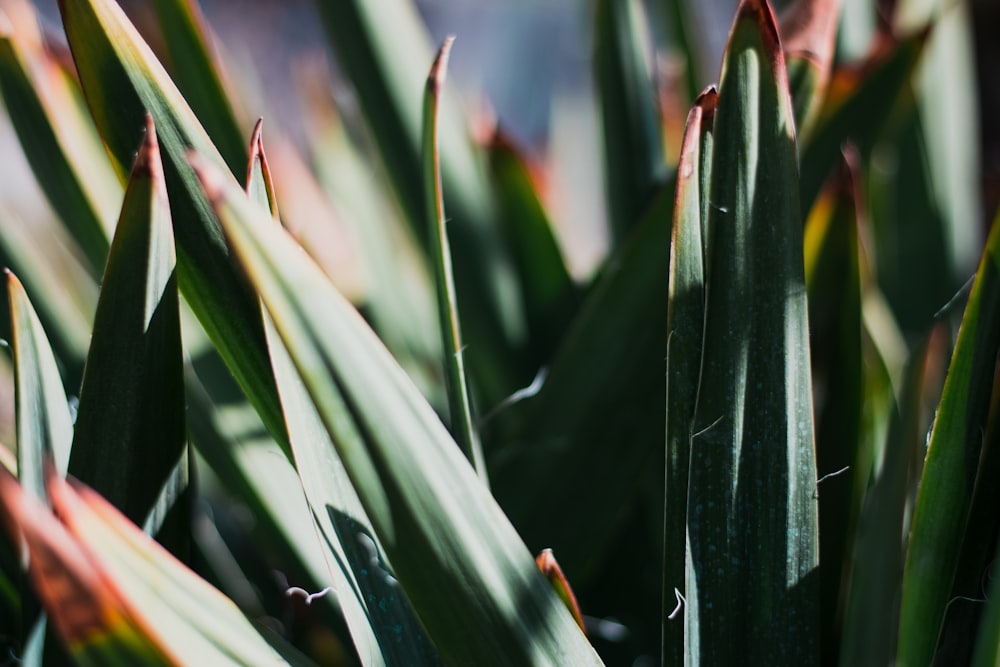 shallow focus photography of green leaf