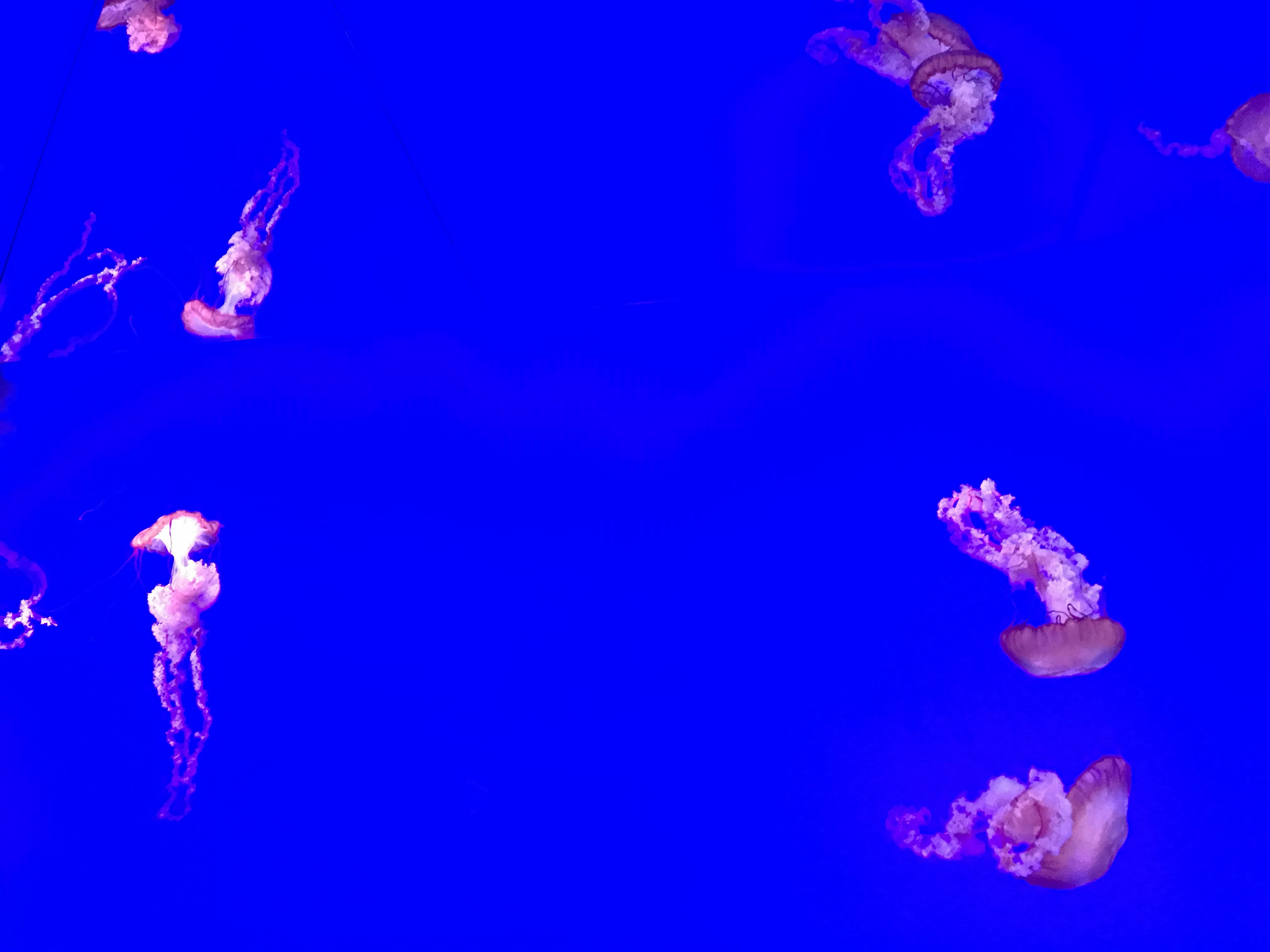 Jellyfish in the Toronto Aquarium.