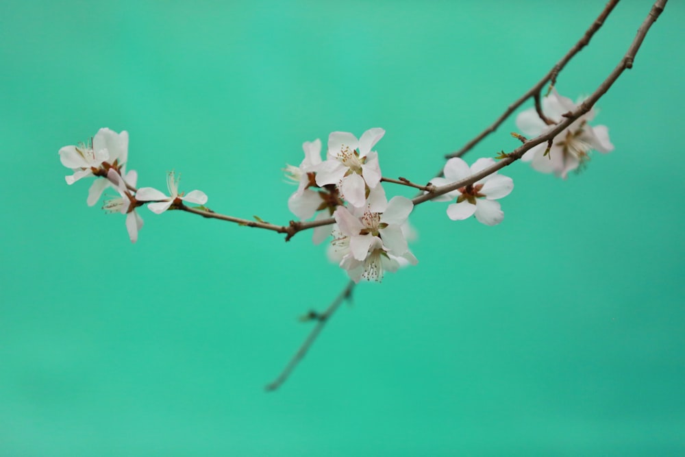 Fotografia a fuoco selettivo di fiori bianchi