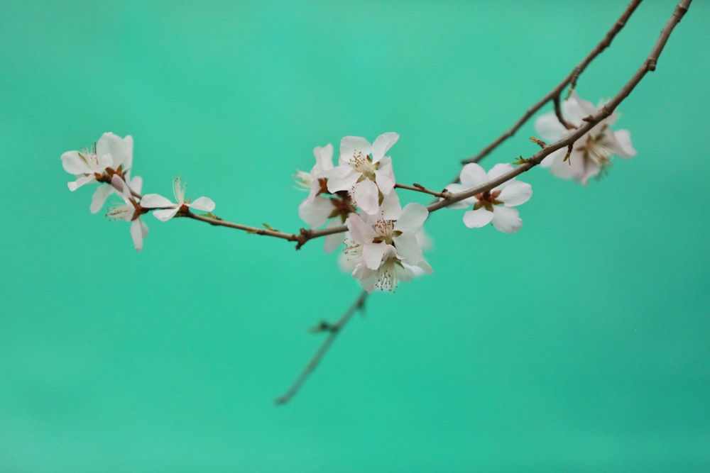 selective focus photography of white flowers
