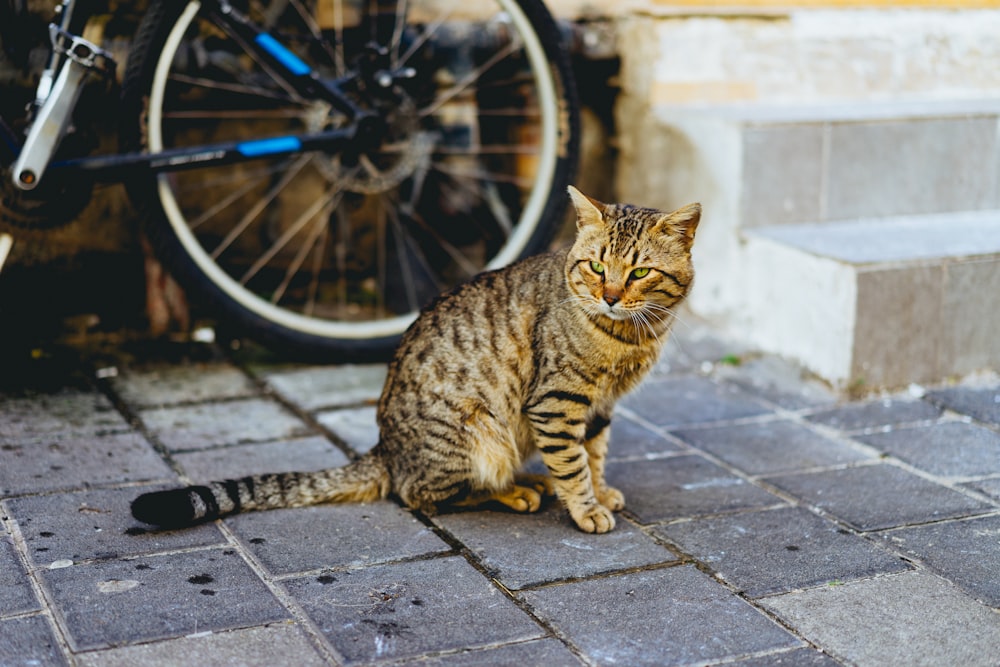 brown tabby kitten beside black mountain bike