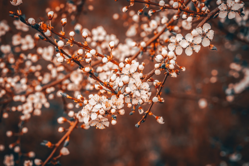 Flachfokusfotografie von weißen Blüten