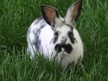 A small, black and white spotted rabbit sits in lush green grass, its ears upright and alert. The fur pattern is distinct, with dark patches around its eyes and nose.
