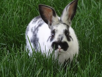 A small, black and white spotted rabbit sits in lush green grass, its ears upright and alert. The fur pattern is distinct, with dark patches around its eyes and nose.