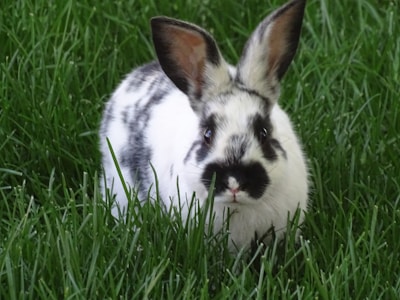 A small, black and white spotted rabbit sits in lush green grass, its ears upright and alert. The fur pattern is distinct, with dark patches around its eyes and nose.