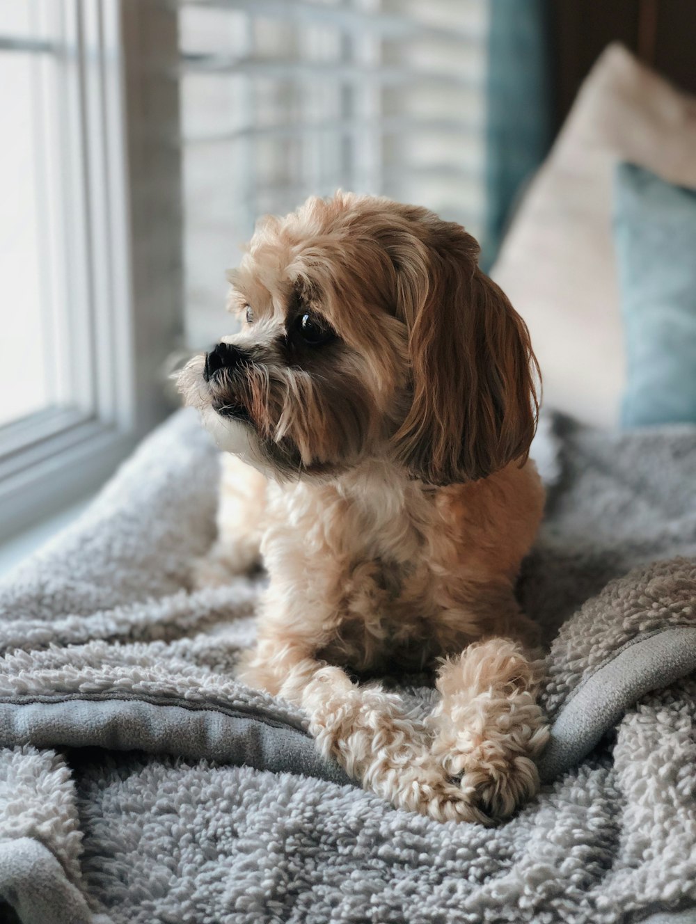 a small brown dog sitting on top of a bed