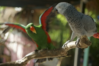 Two parrots are perched on a branch, with one parrot having vibrant green feathers with red accents and an orange beak, and the other parrot having gray plumage with a black beak. The background is blurred with hints of greenery, suggesting an outdoor setting.