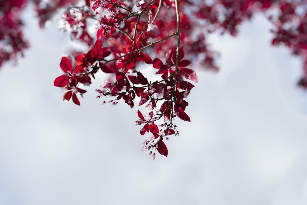 Baum mit roten Blättern