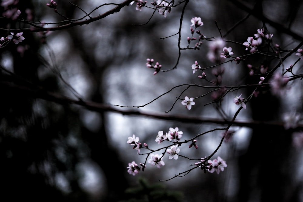 pink cherry blossom flowers