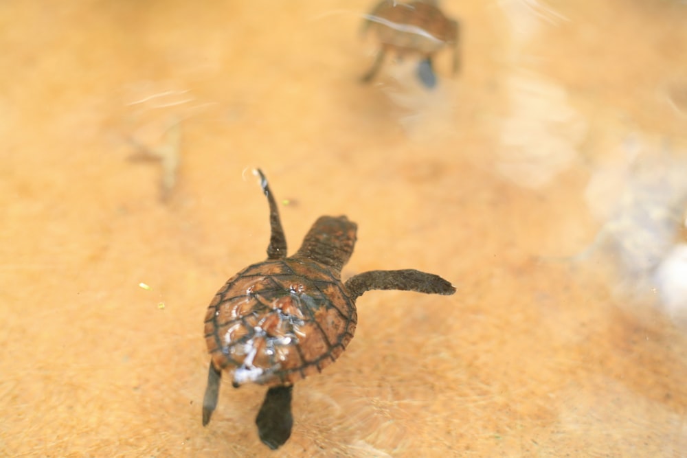 水域に浮かぶ茶色と黒のカメのクローズアップ写真