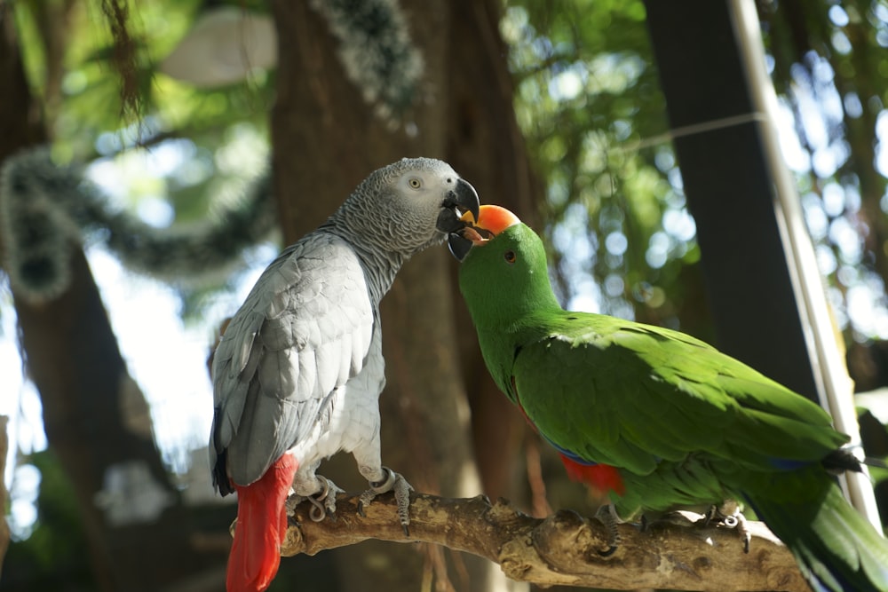 Perroquet gris africain et perroquet vert