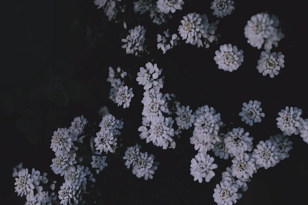 shallow focus photography of white flower