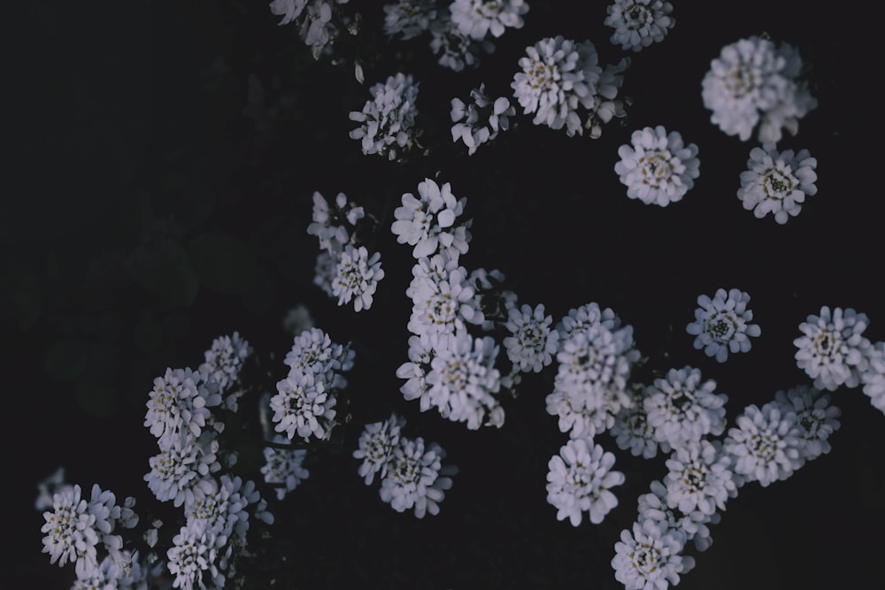 Fotografia de foco raso de flor branca