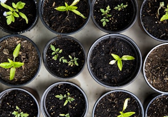 green leafed seedlings on black plastic pots