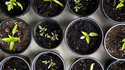 green leafed seedlings on black plastic pots