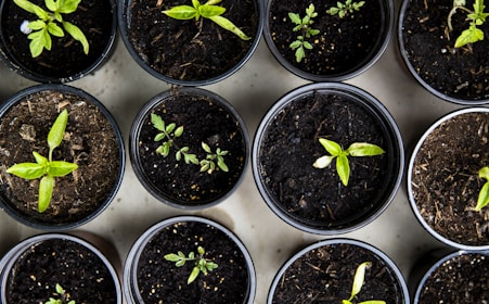 green leafed seedlings on black plastic pots