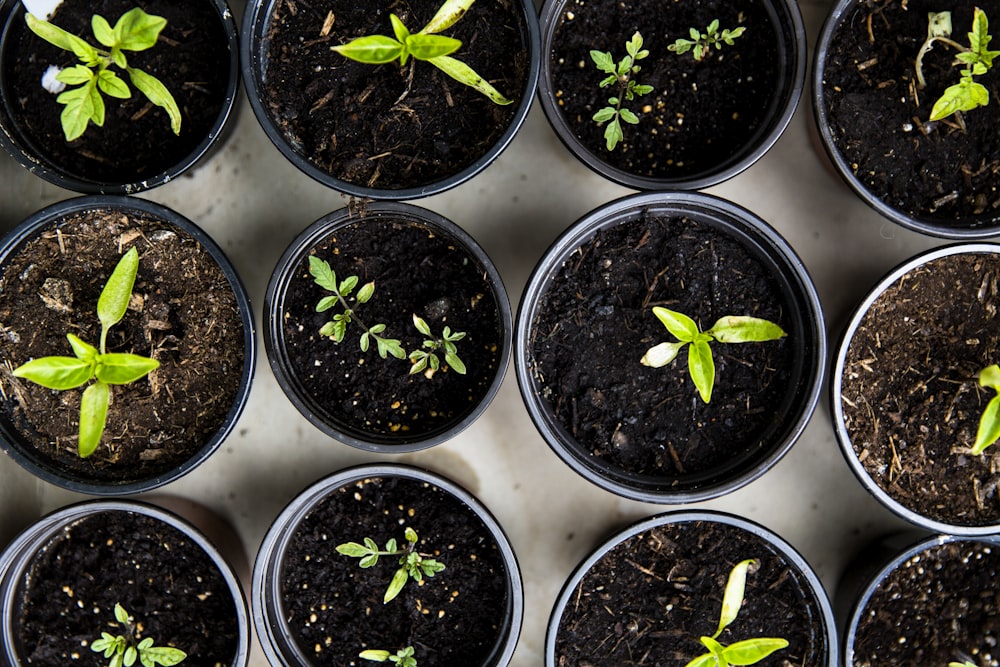 Semis à feuilles vertes sur des pots en plastique noir