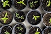 green leafed seedlings on black plastic pots