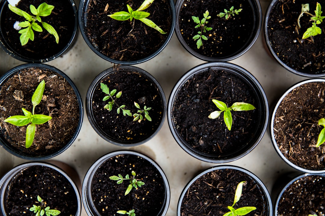 Seedlings in pots growing – digital innovation growth consultancy for businesses- Photo by Markus Spiske |de Paula