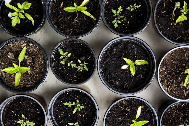 Seasonal Planting Guide