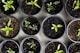 Plant care guidance icon