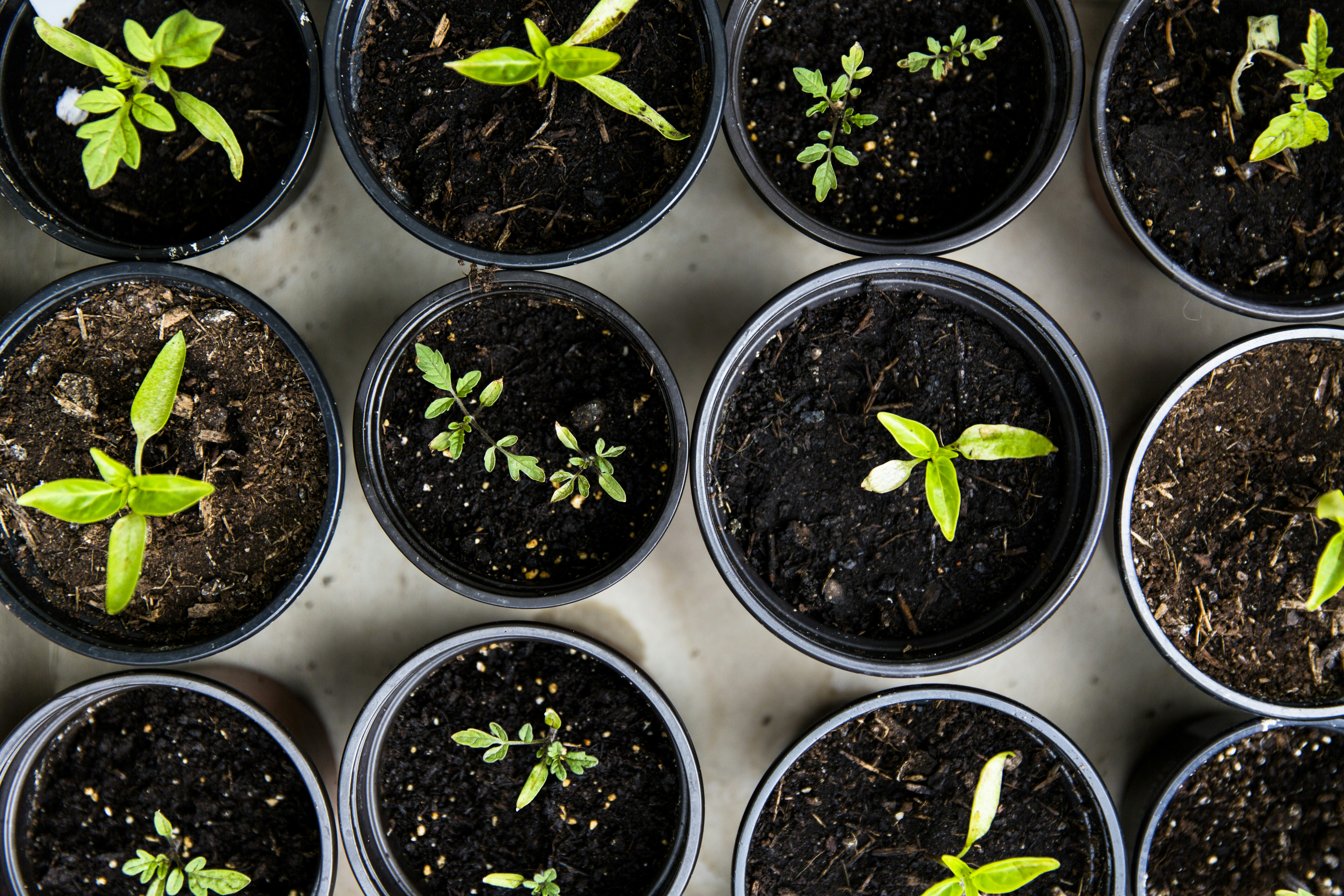 Start A Small Vegetable Garden
