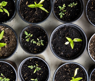 green leafed seedlings on black plastic pots