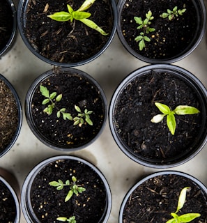 green leafed seedlings on black plastic pots