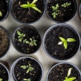 green leafed seedlings on black plastic pots