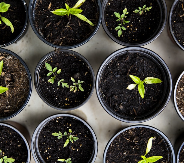 green leafed seedlings on black plastic pots