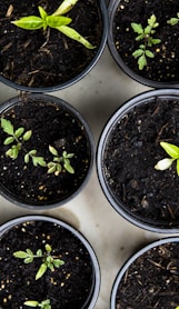 green leafed seedlings on black plastic pots