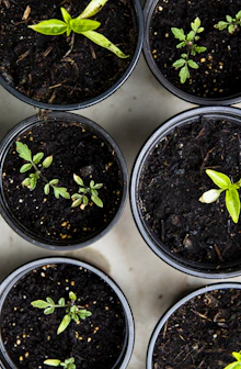 green leafed seedlings on black plastic pots