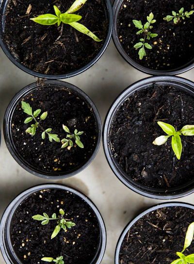 green leafed seedlings on black plastic pots