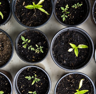 green leafed seedlings on black plastic pots