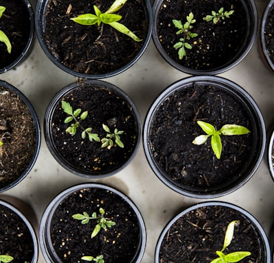 green leafed seedlings on black plastic pots