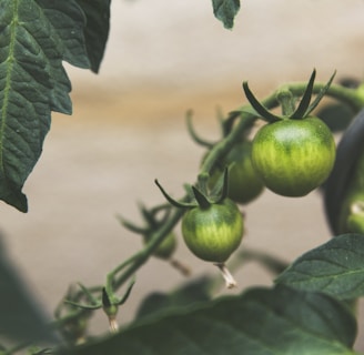 close up photography of round green fruit