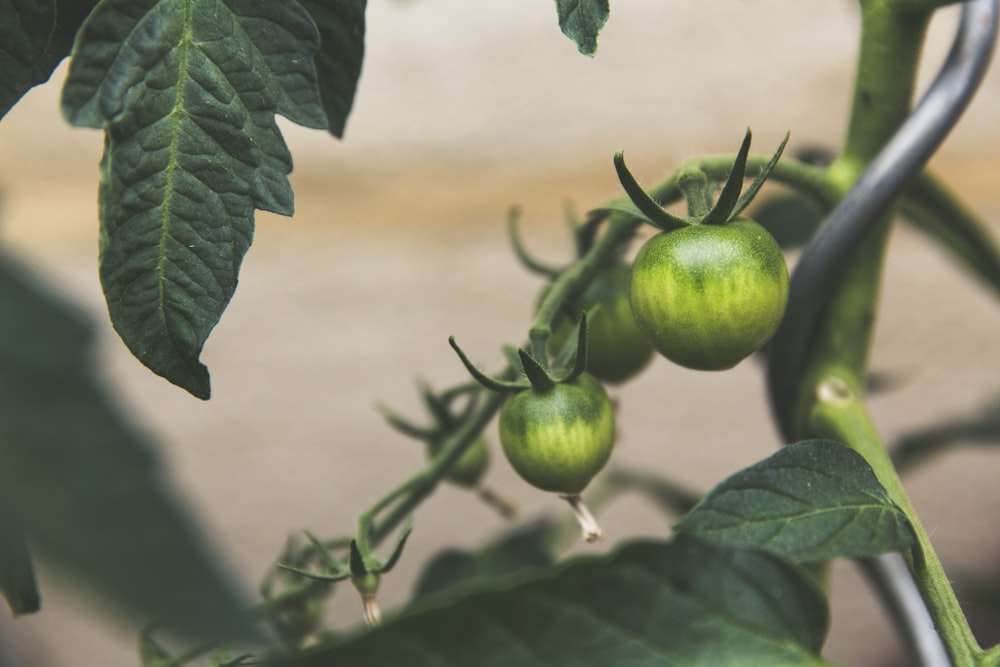 Unlocking the Secrets of Indoor Tomato Cultivation