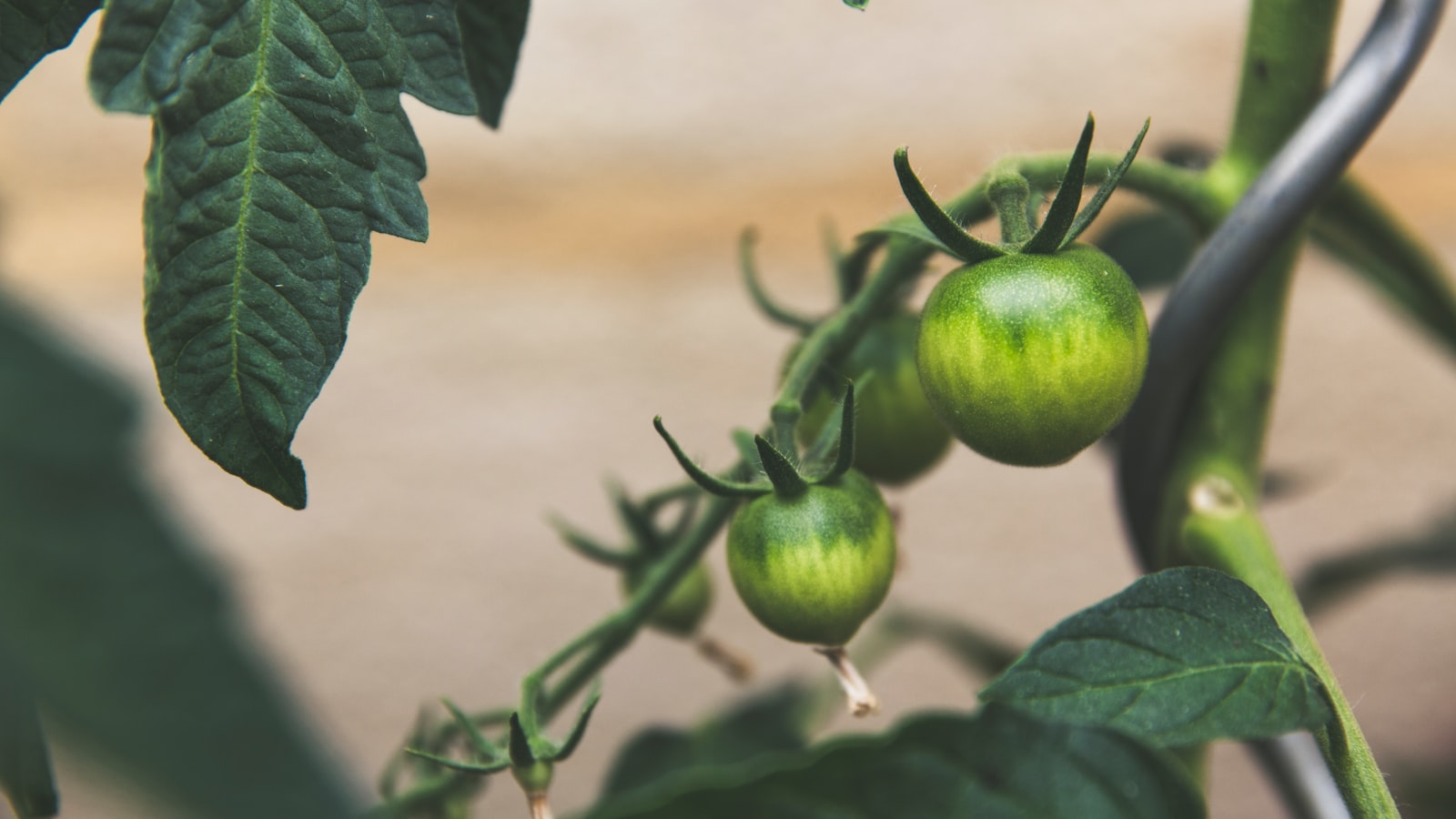 Enhancing Seed Adhesion: Techniques to Prevent Washout