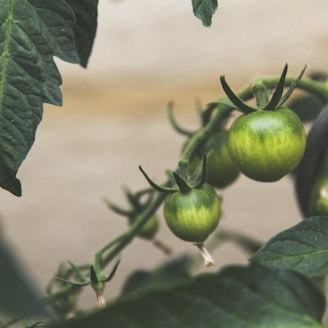 close up photography of round green fruit