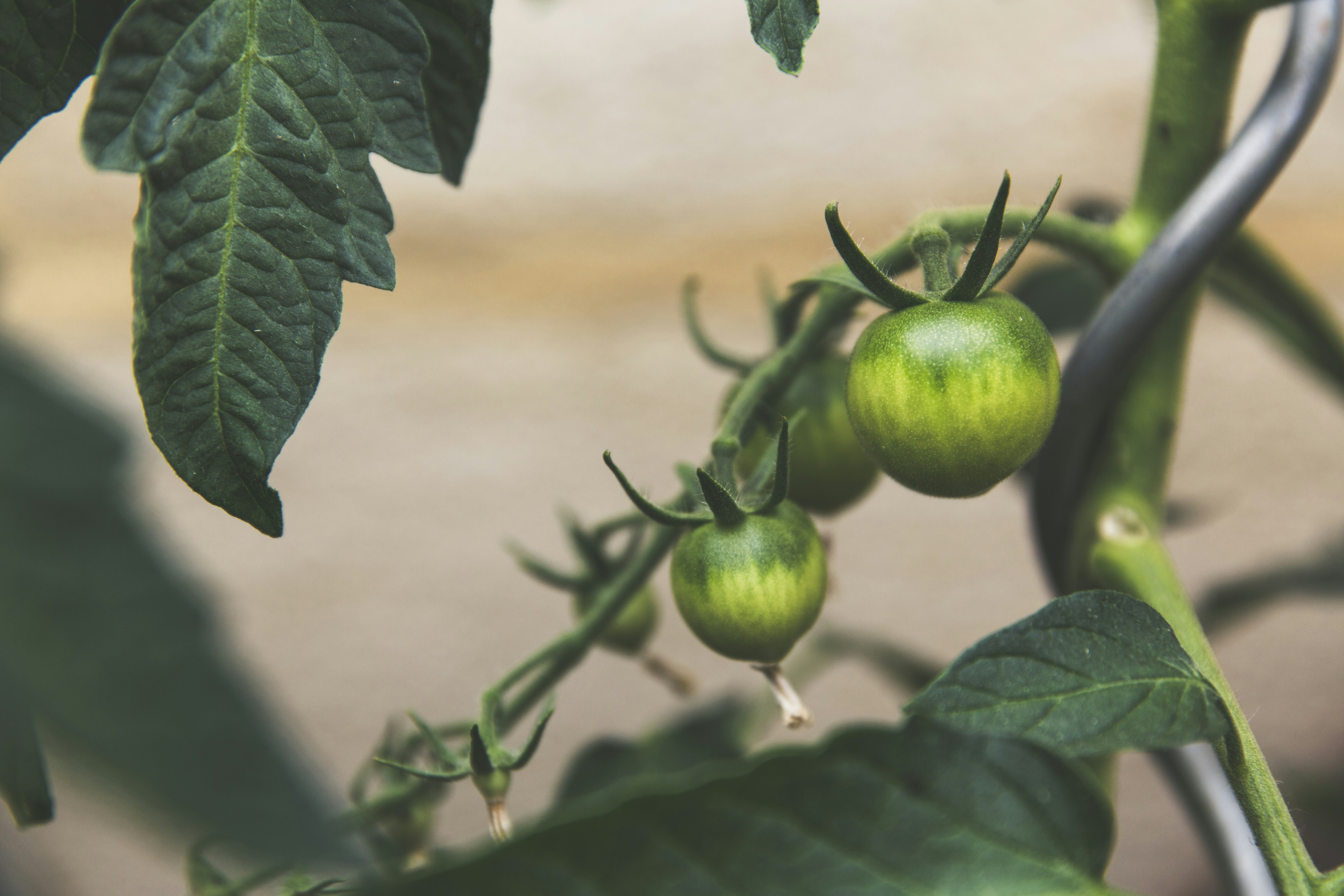Container Vegetable Garden