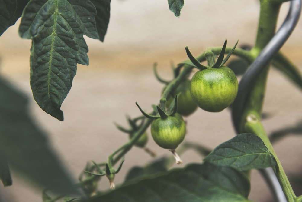 Photographie en gros plan de fruits verts ronds