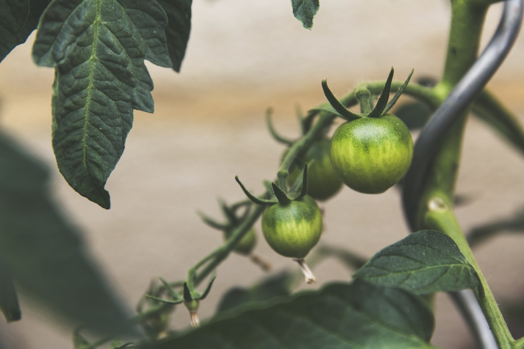 The Ancient Maya's Agricultural Wisdom 7 Climate Adaptation Techniq… — The Ancient Maya's Agricultural Wisdom 7