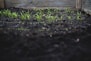green leafed plants on black soil at daytime