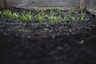 green leafed plants on black soil at daytime