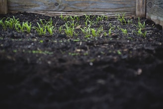 green leafed plants on black soil at daytime