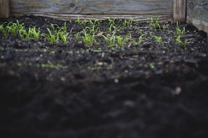 green leafed plants on black soil at daytime