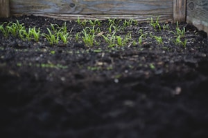Sunflower Shoots
